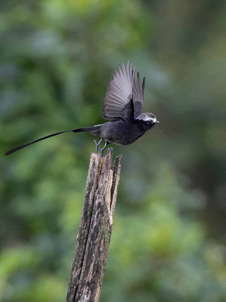 Oiseau à longue queue figé en plein envol au sommet d'un piquet de bois