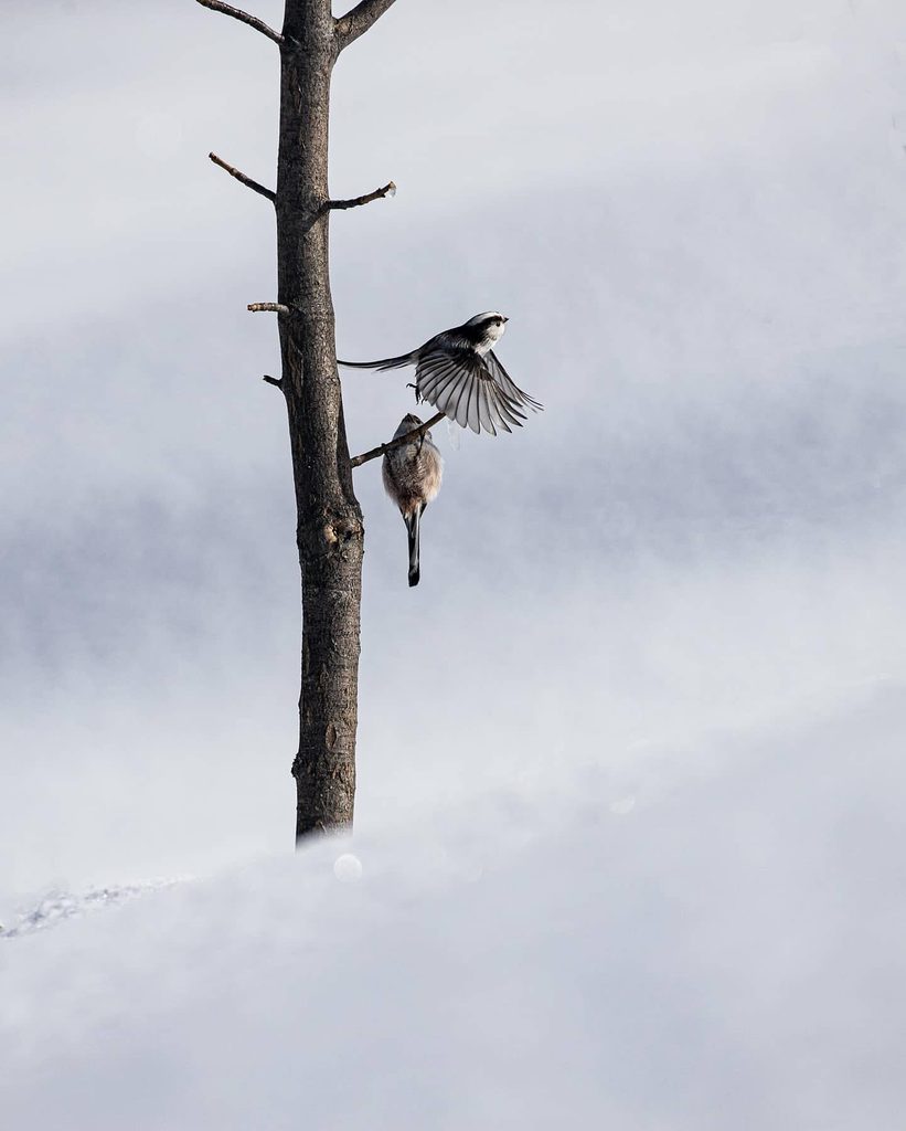 Deux oiseaux sur un tronc dans la neige, l'un figé en plein battement d'ailes